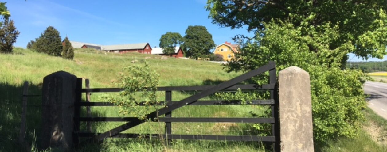 LAMMSKINN gotlandsfåret, egen gård i Stockholms närhet/Brottby.