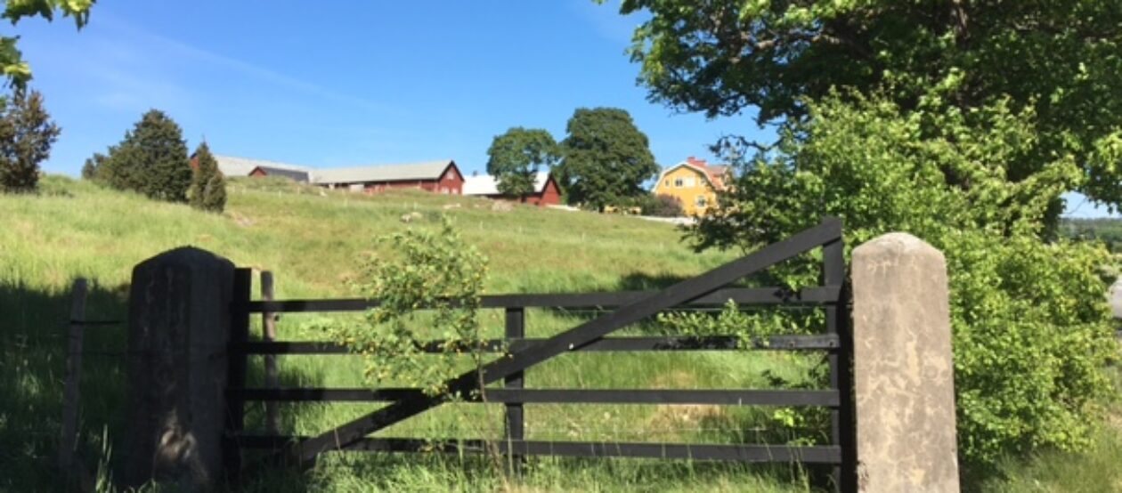 LAMMSKINN gotlandsfåret, egen gård i Stockholms närhet/Brottby.